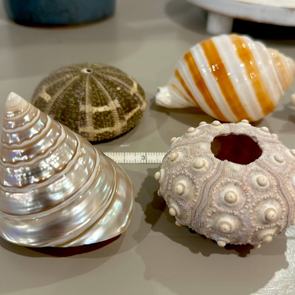 Decorative Seashells - Picture 11 of 11